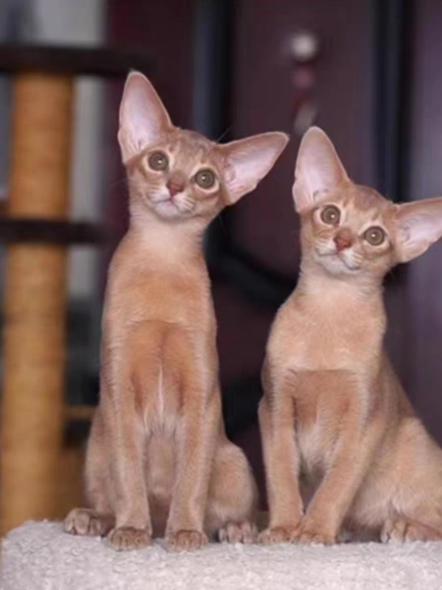 猫舍直销,批发价出售,阿比西尼亚